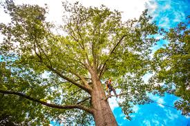 Best Tree Removal  in Red Bud, IL