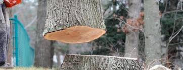 Best Storm Damage Tree Cleanup  in Red Bud, IL