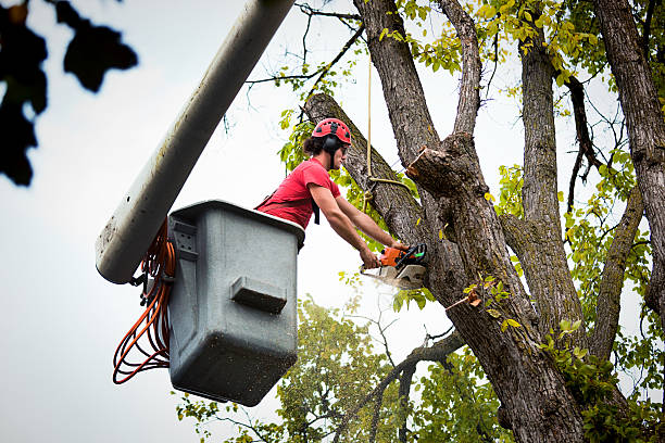 Best Tree Health Inspection  in Red Bud, IL